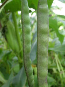 Blue Greasy Grit Bean Pods