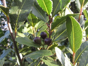 Bay leaves and berries