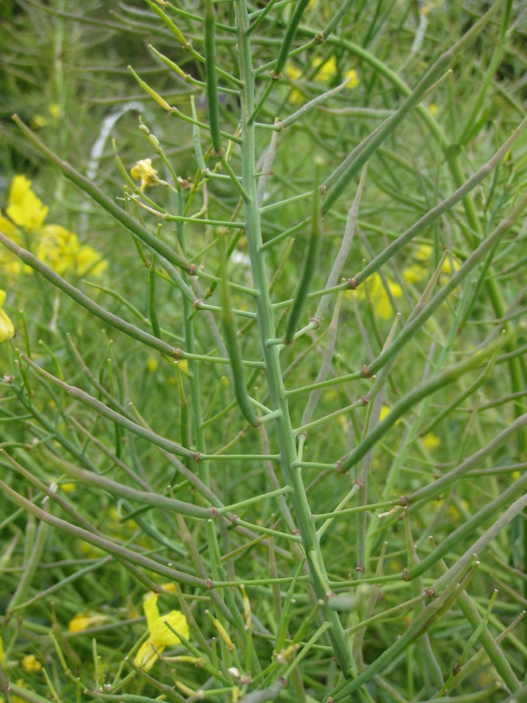 Following on from the beautifully bright yellow flowers, seed pods, still green and immature.  Picture Jayb.