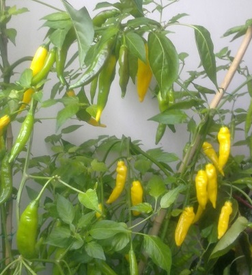 A lovely crop of hot peppers. Picture Sparrow.