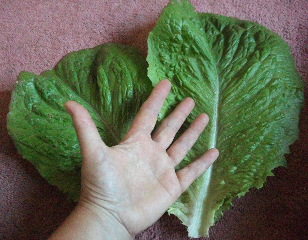 The leaves are large, crunchy and tasty