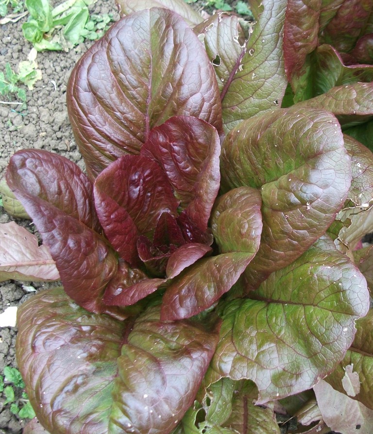 lovely red cos lettuce
