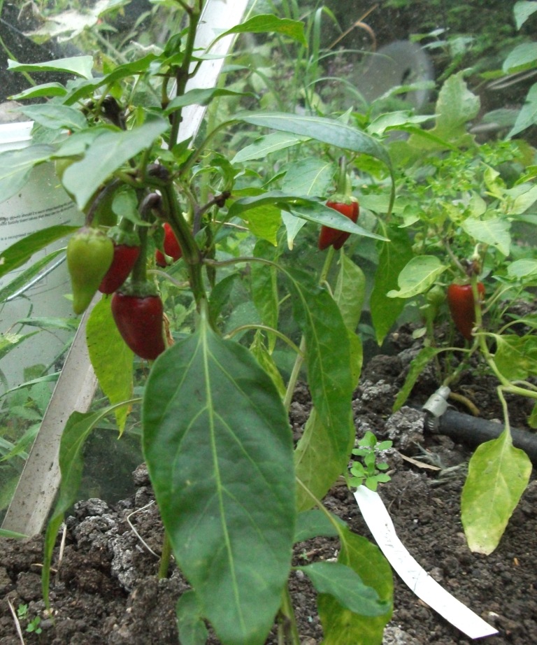 Hungarian hot pepper