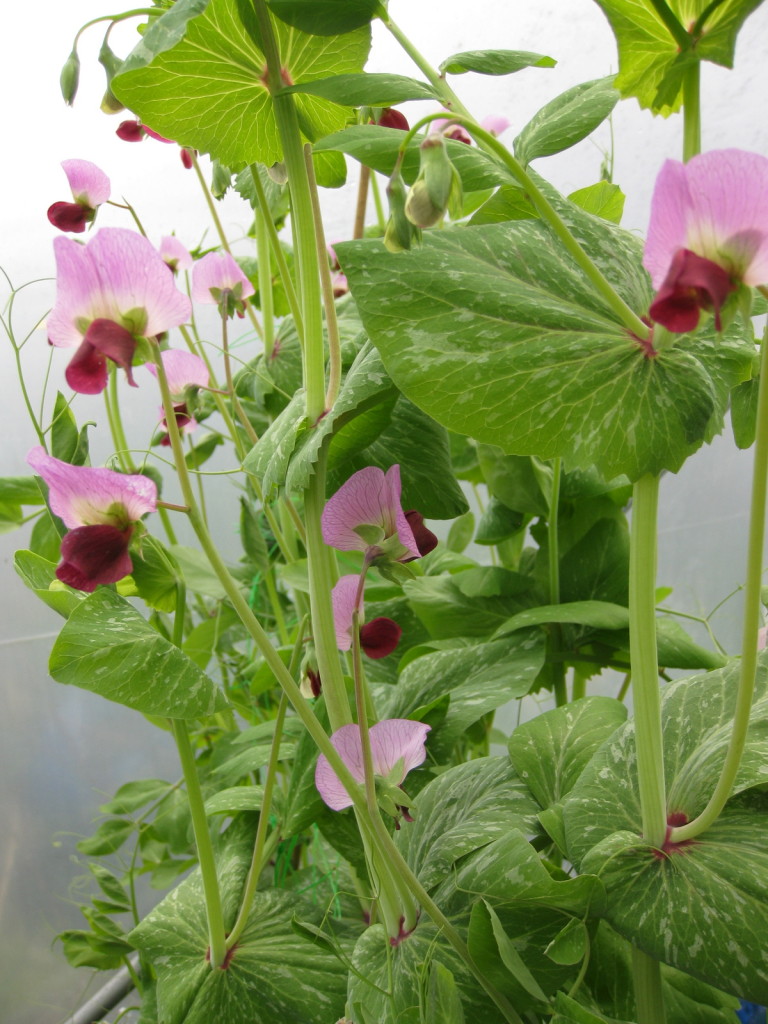 Winterkefe mangetout vines in bloom.