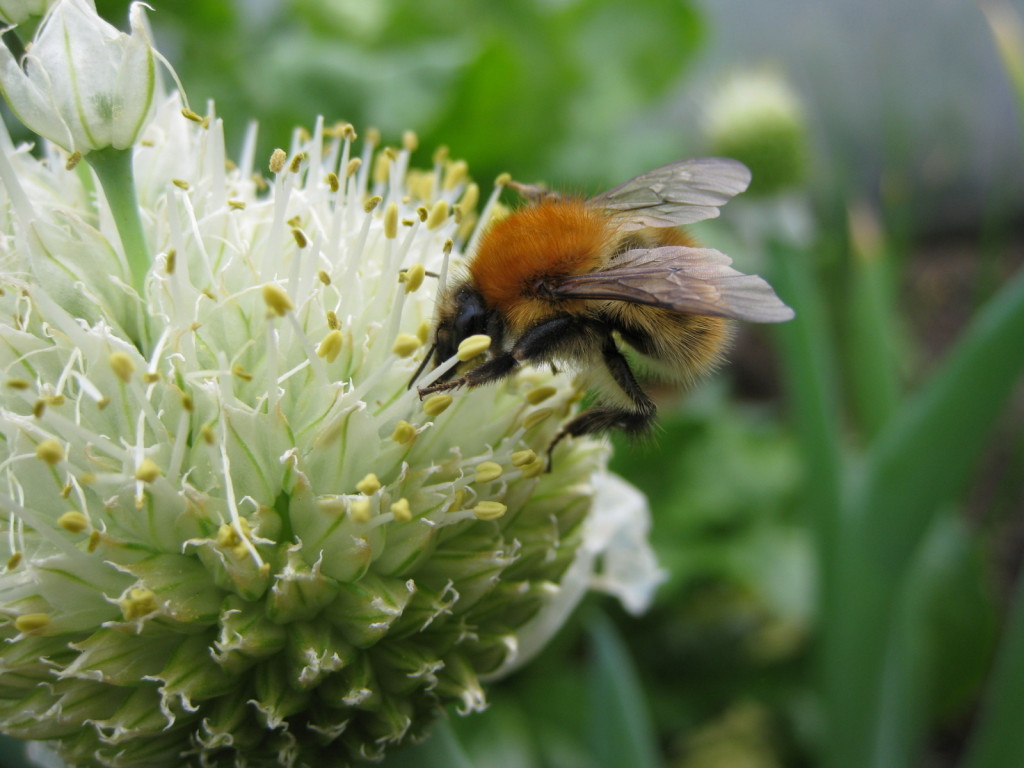 Busy bee on Shimonita flower.