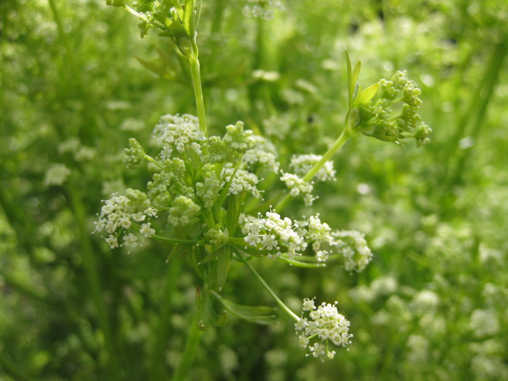 Parcel flower heads slowly turning to seed heads.