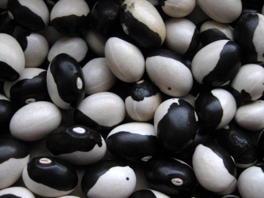 Mature and dried Yin Yang Beans