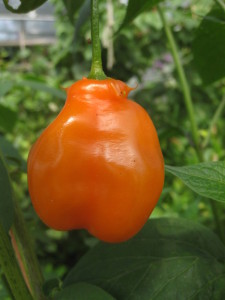 Fruits ripen to a bright orange. Picture Jayb.