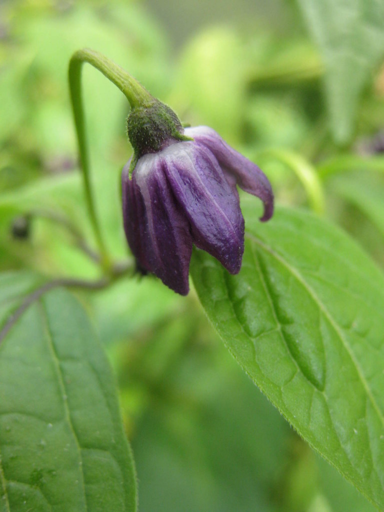 Purple Flowers. Picture Jayb.