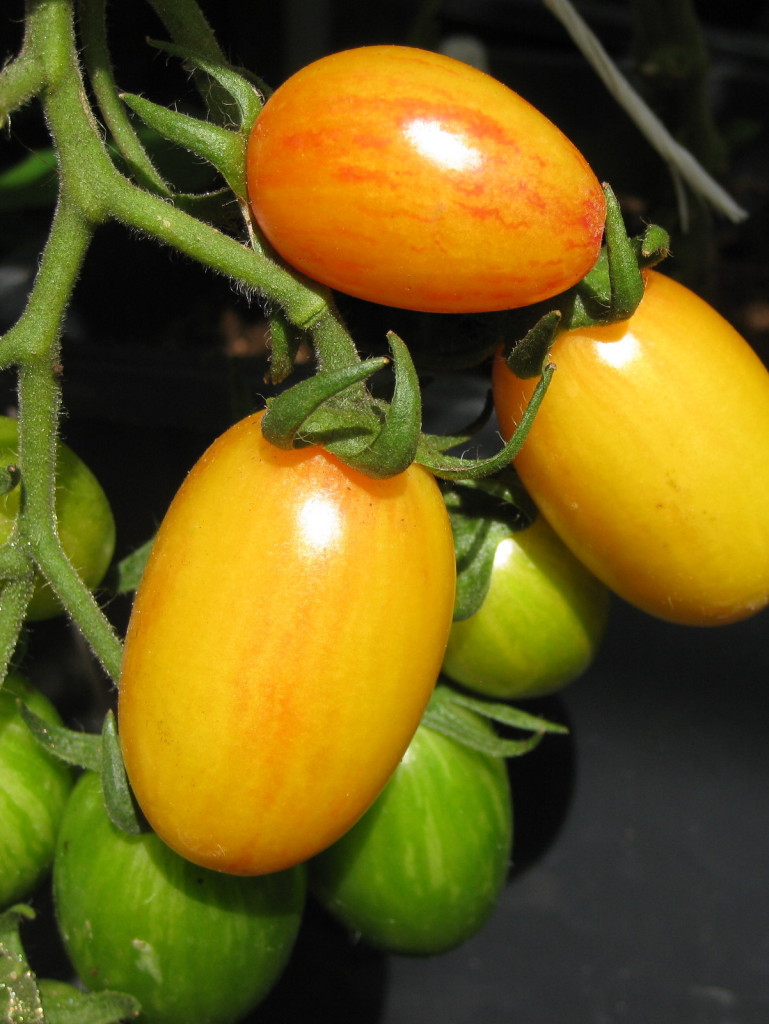 Ripening fruit. Picture Jayb.