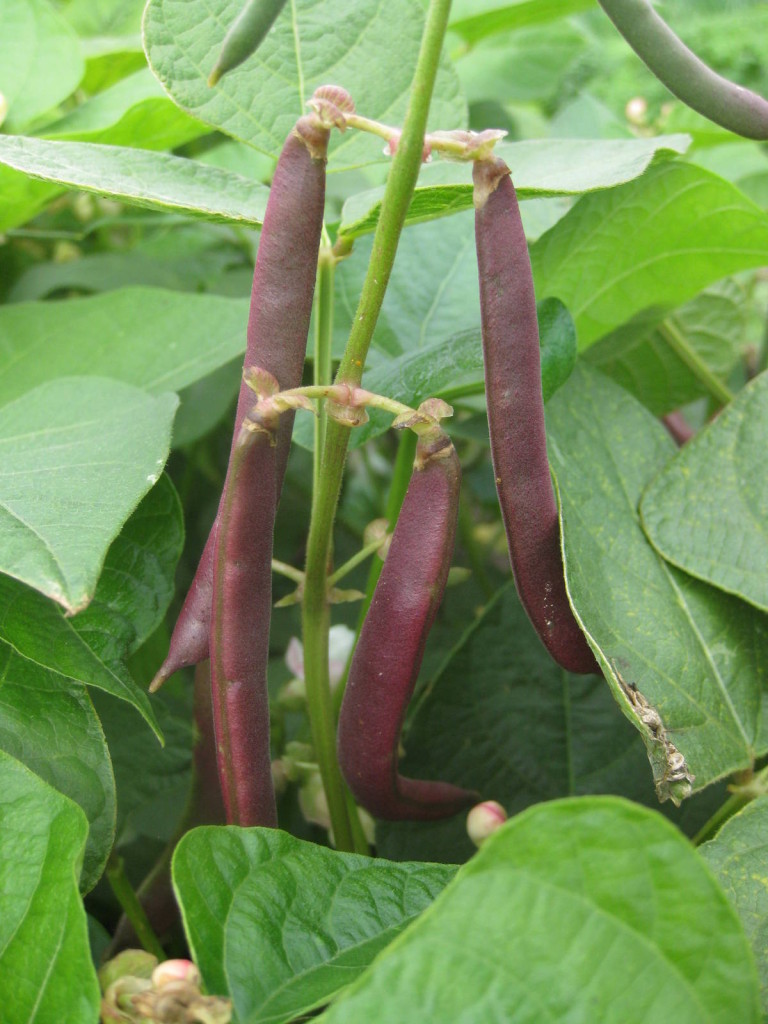 Red Swan beans. Picture Jay.