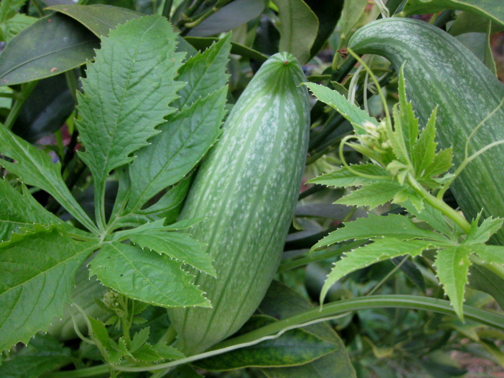 Achocha Bolivian Giant, round seeded.