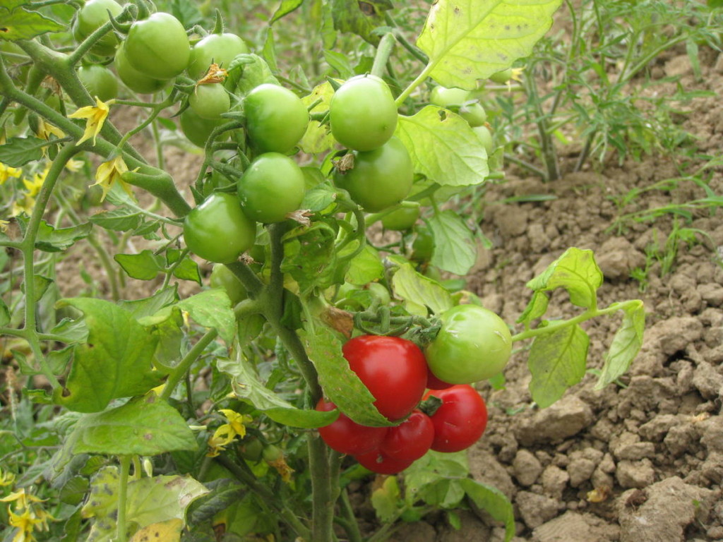 Very early, small determinate plants.  Picture Jayb.