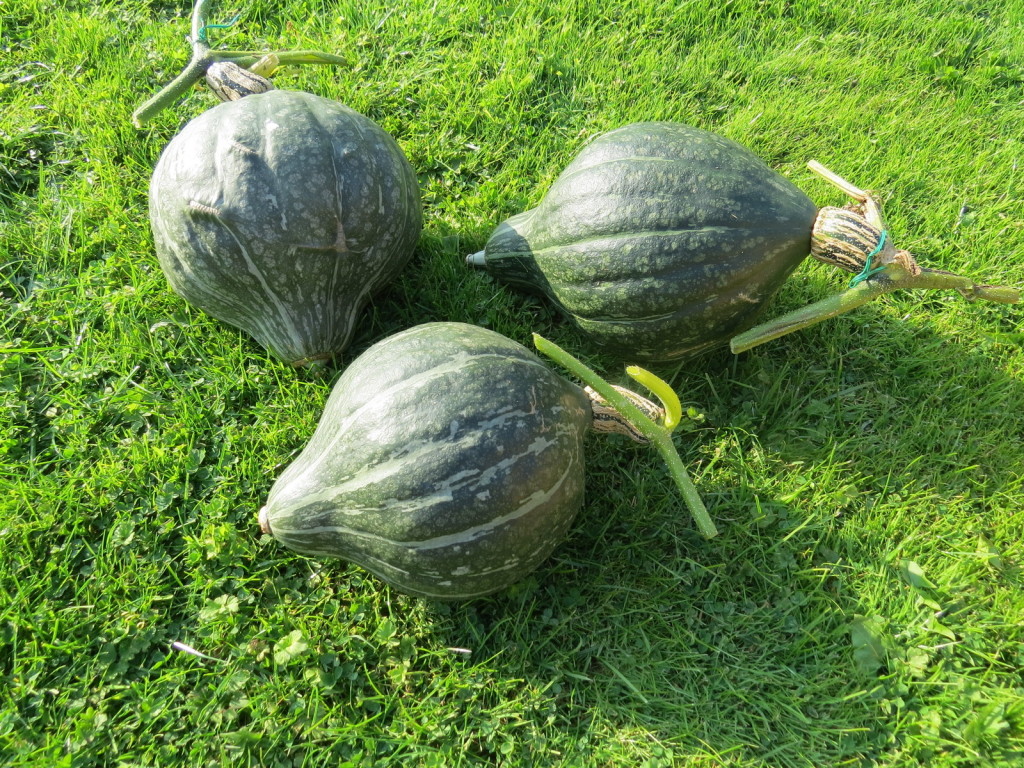 Japanese Pumpkin