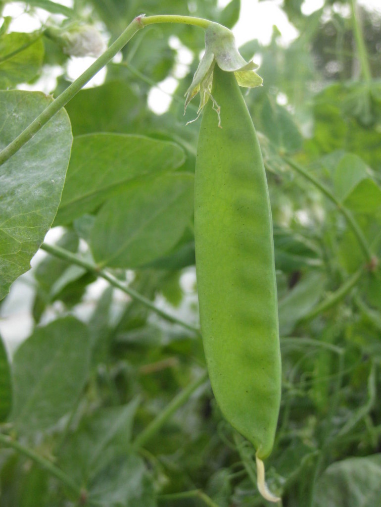 Straight green pods.