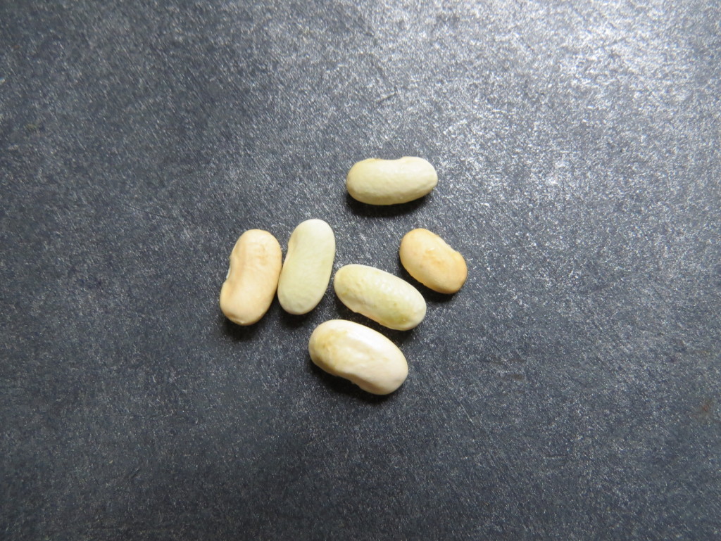 Seeds. Picture Jayb