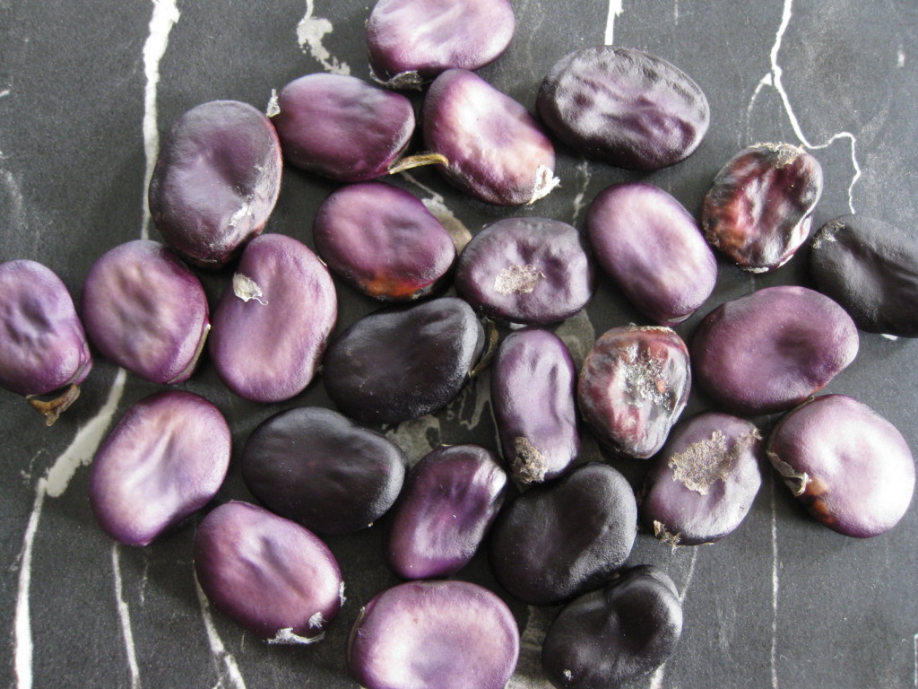 Dried Vitelotte Beans. Picture Jayb