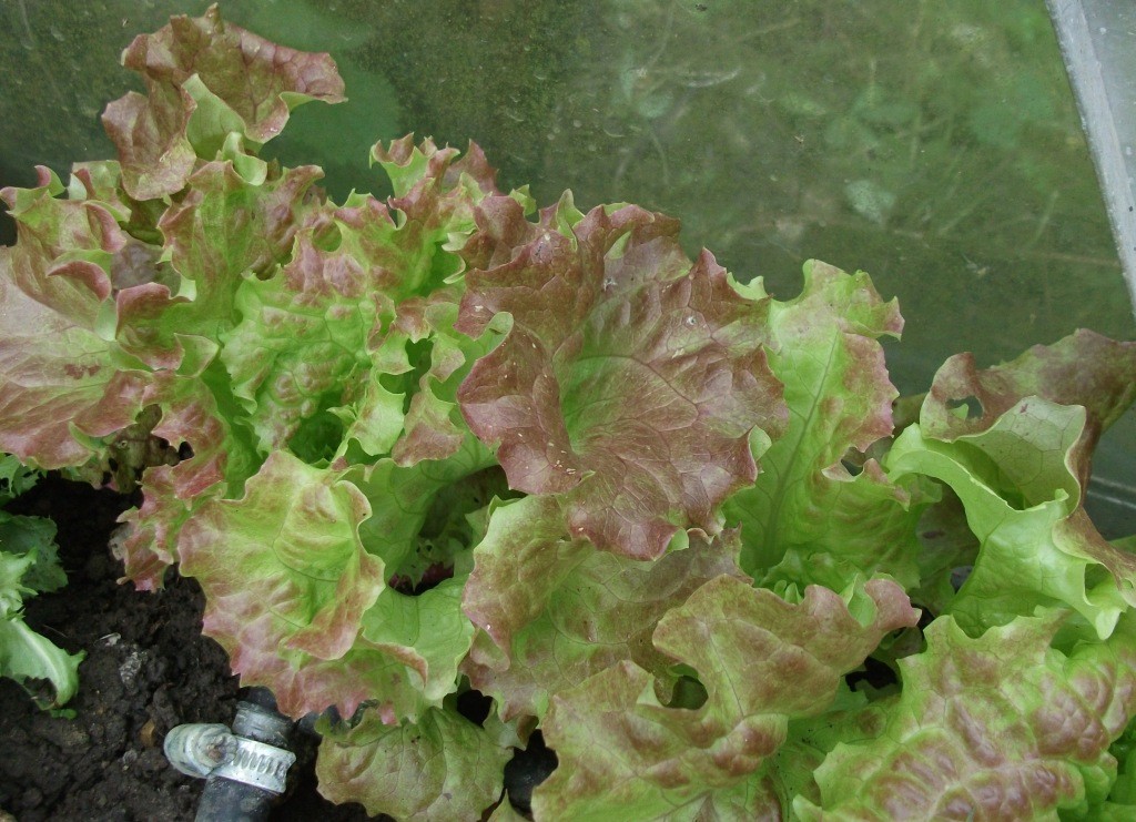 Korean Wrapping Lettuce.  Picture Galina.