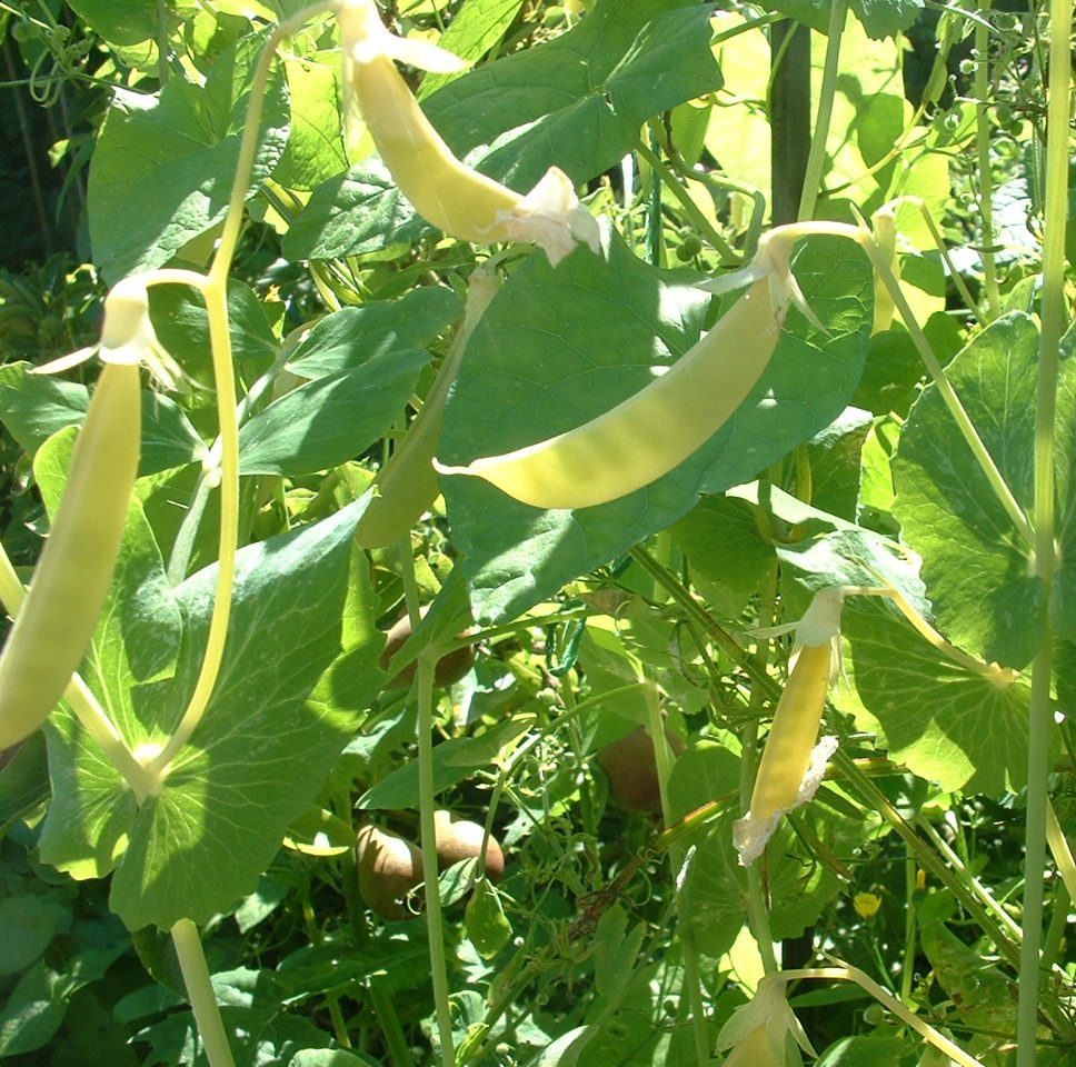 Yellow pods contrast against the green foliage.