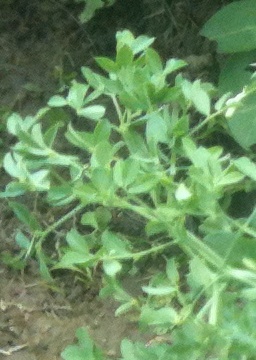 Parsley Pea leaf