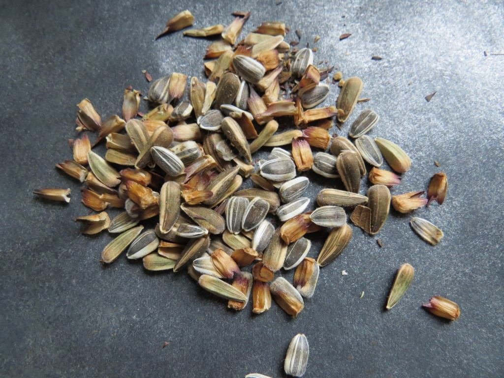 Sunflower seeds as harvested for the group.   Picture Jayb
