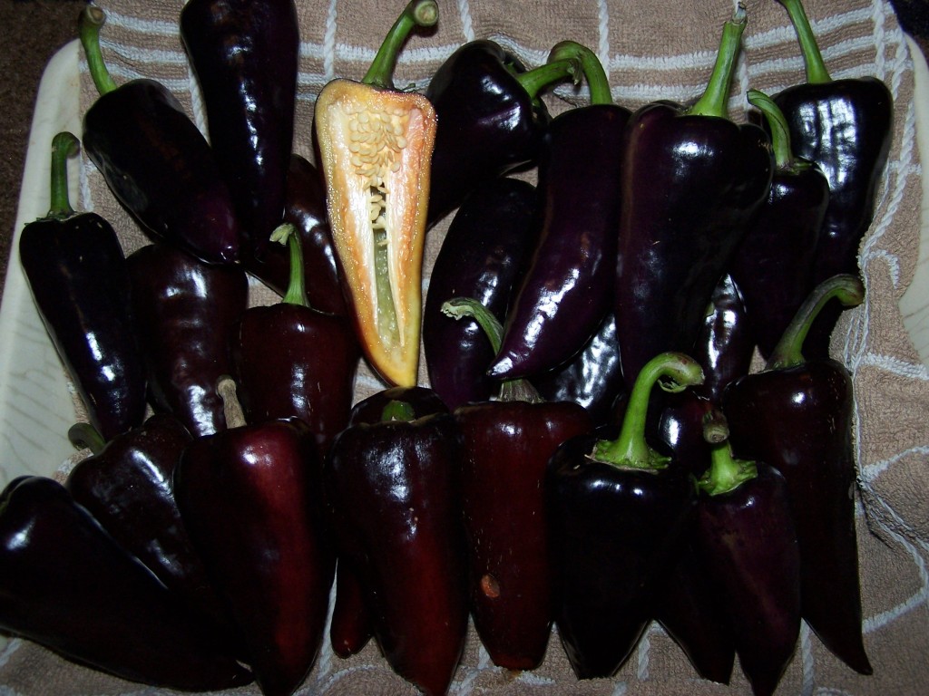 A good harvest of deep purple, sweet peppers.  Picture Goodlife