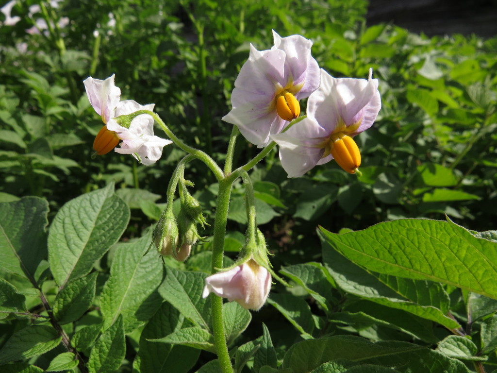 One of the parent plants in bloom. Picture Jayb.