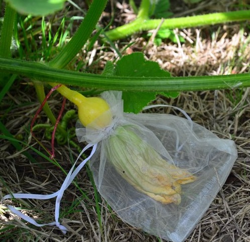 Bagged flowers for hand pollinating. Picture Sparrow.