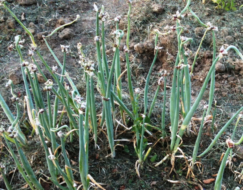 Walking Onion. Picture Galina.